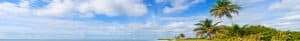 Panoramic view of beach with palm trees