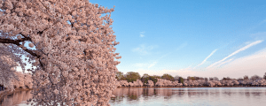 Cherry blossom lined lake