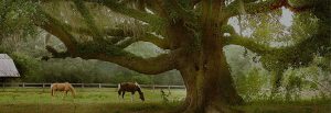 Jefferson County farm with horses